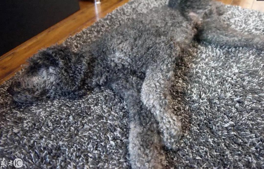 狗狗在地毯上