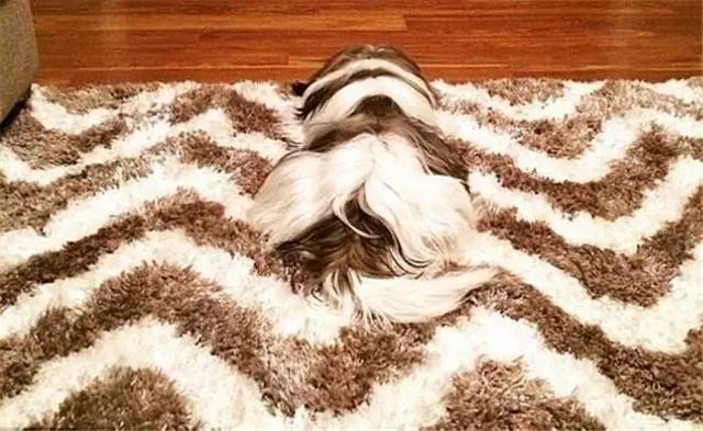 狗狗地毯